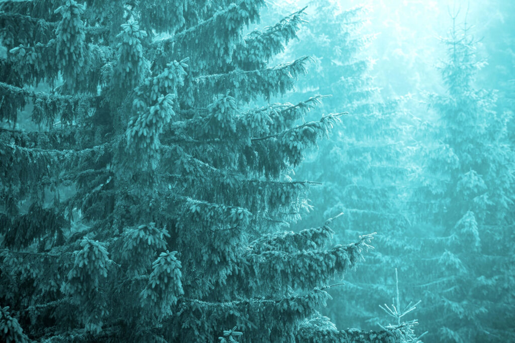 Aqualung Carbon Capture AS announces management changes