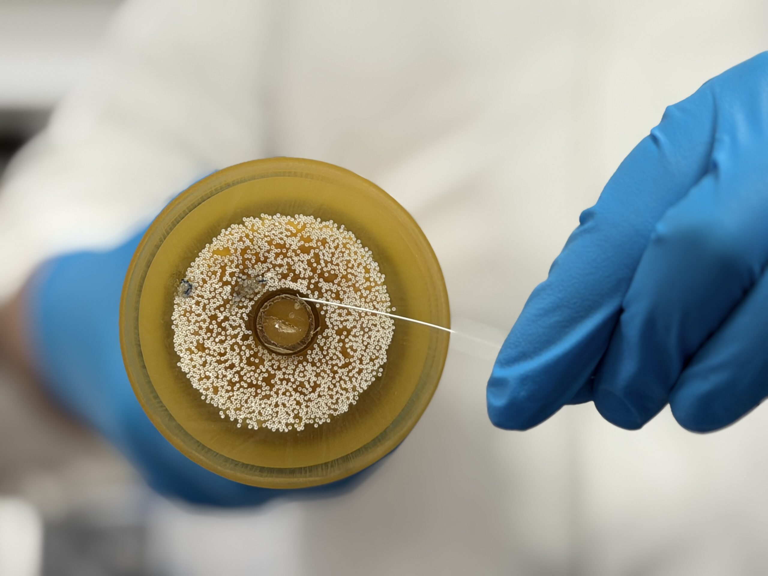 Hollow-fiber membrane module held in a gloved hand